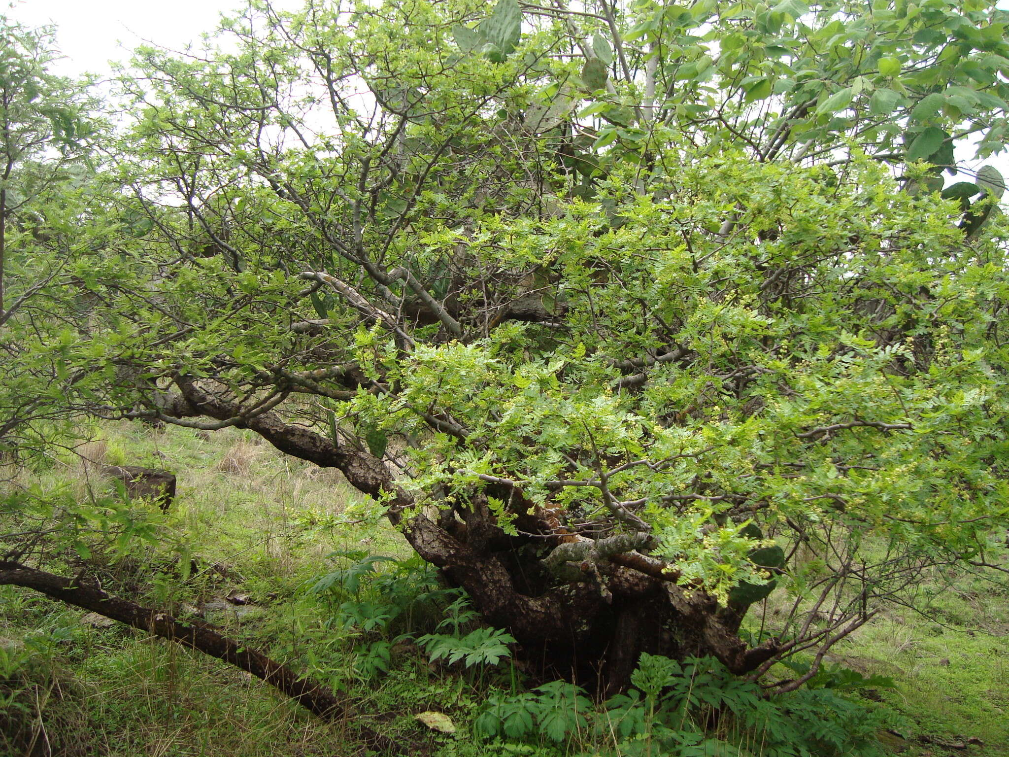 Plancia ëd Bursera bipinnata (Moc. & Sesse ex DC.) Engl.