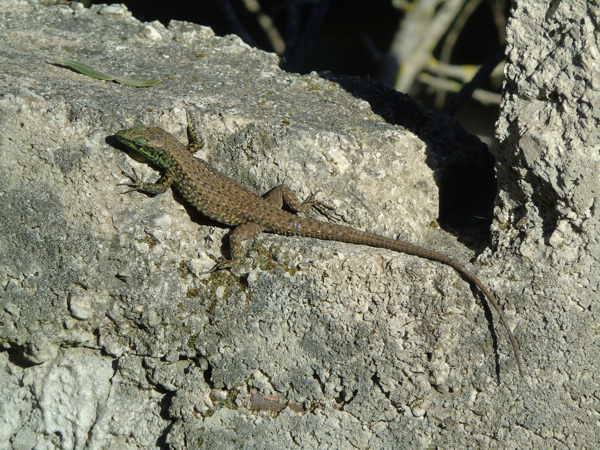 Image of Blue-throated Keeled Lizard