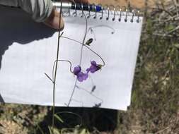 Imagem de Antirrhinum strictum (Hooker & Arnott) A. Gray