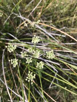 Image of stiff cowbane