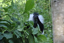 Sivun Colobus angolensis ruwenzorii Thomas 1901 kuva