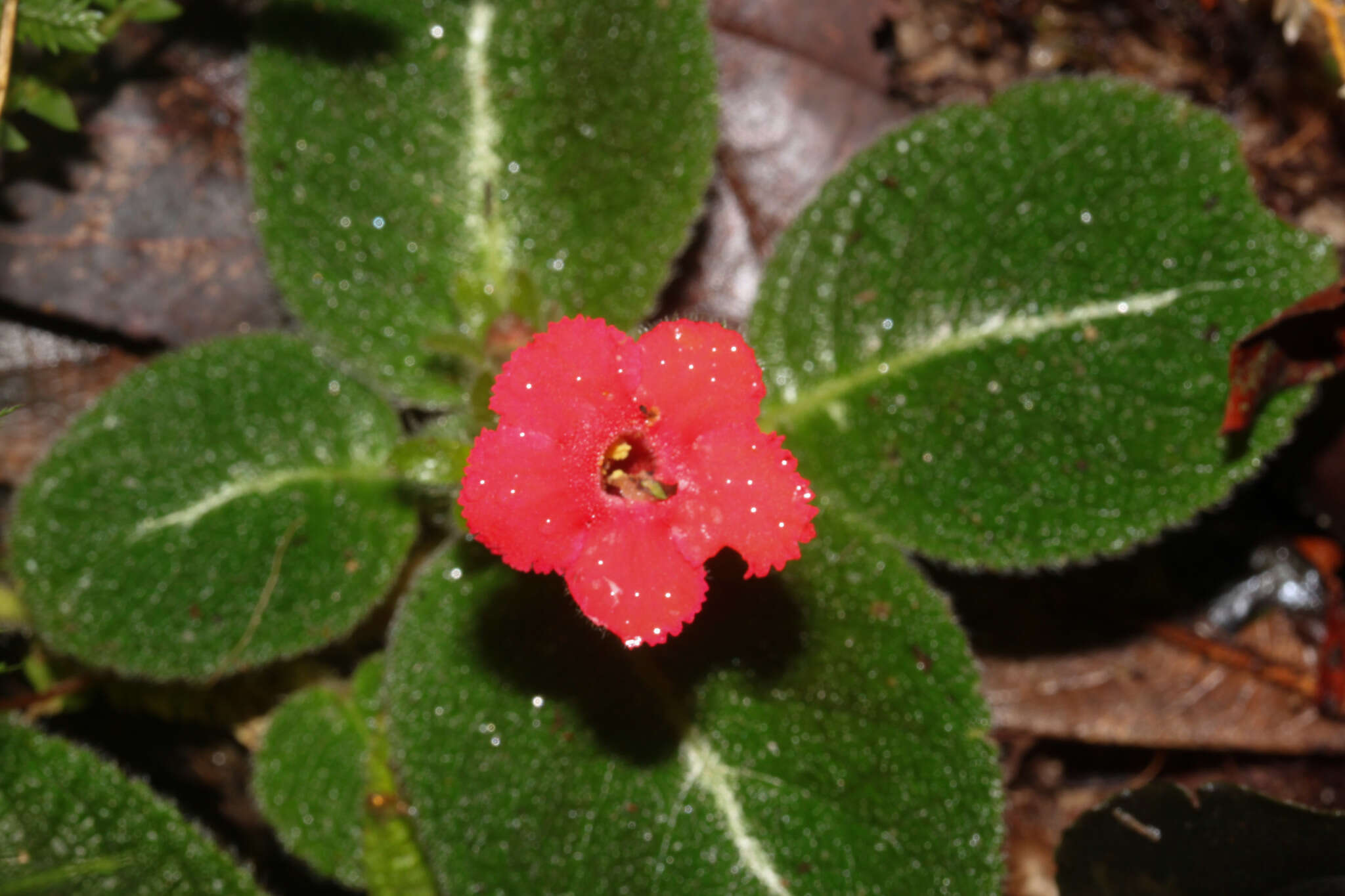 Image de Episcia reptans Mart.