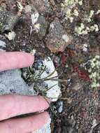 Image of Santa Cruz Island winged rockcress