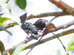 Image of Grey-and-buff Woodpecker