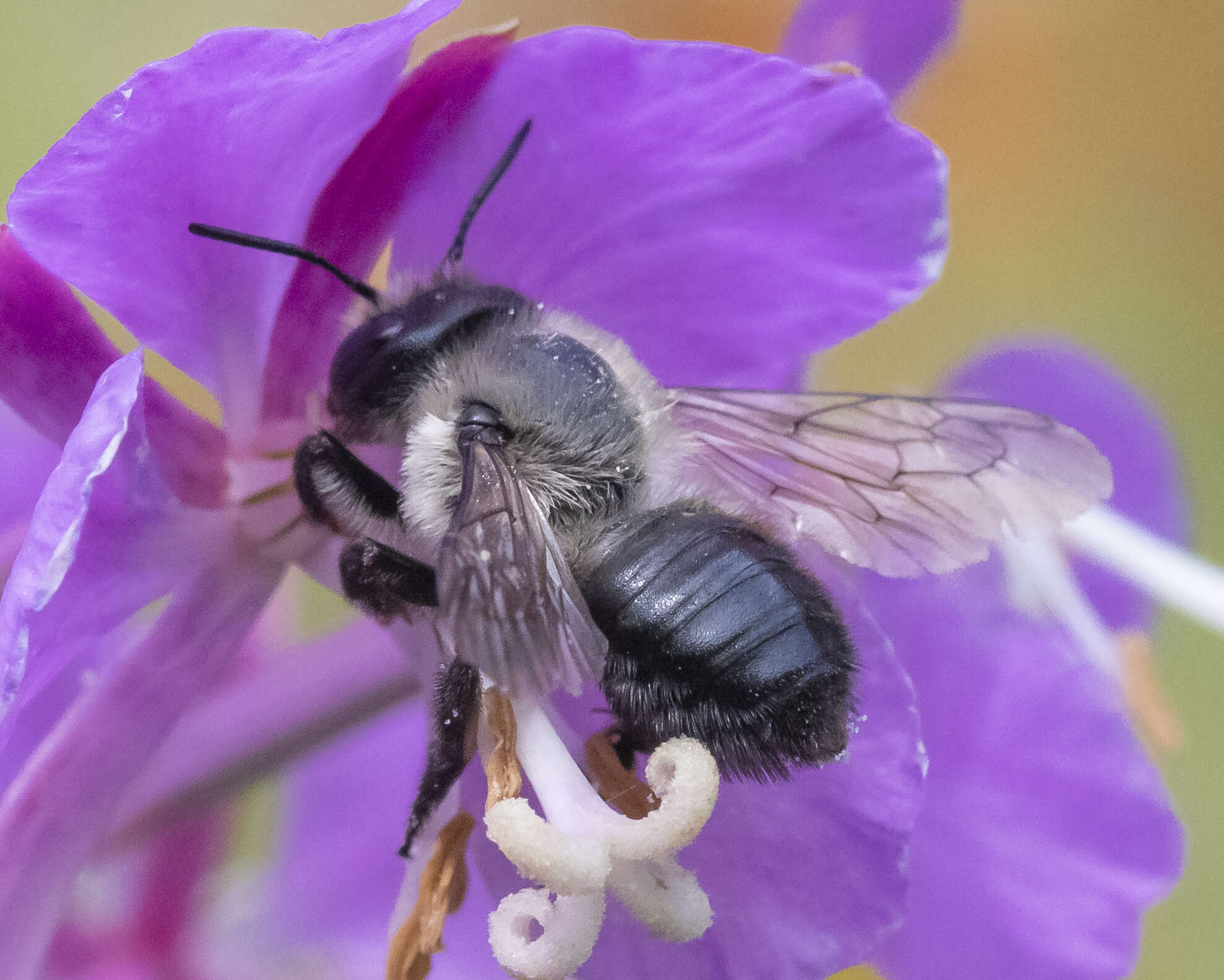 Image of Small-handed Leaf-cutter Bee