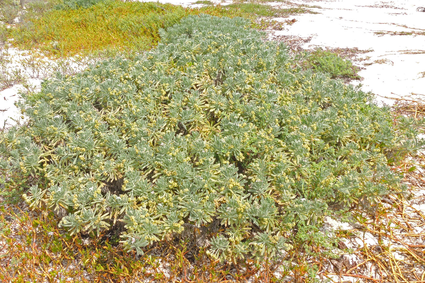 Image of Bay Lavender