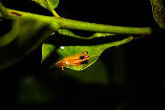 Dendropsophus jimi (Napoli & Caramaschi 1999)的圖片