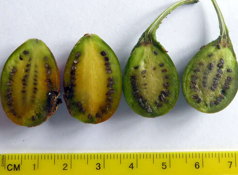 Image of Solanum subgen. Archaesolanum