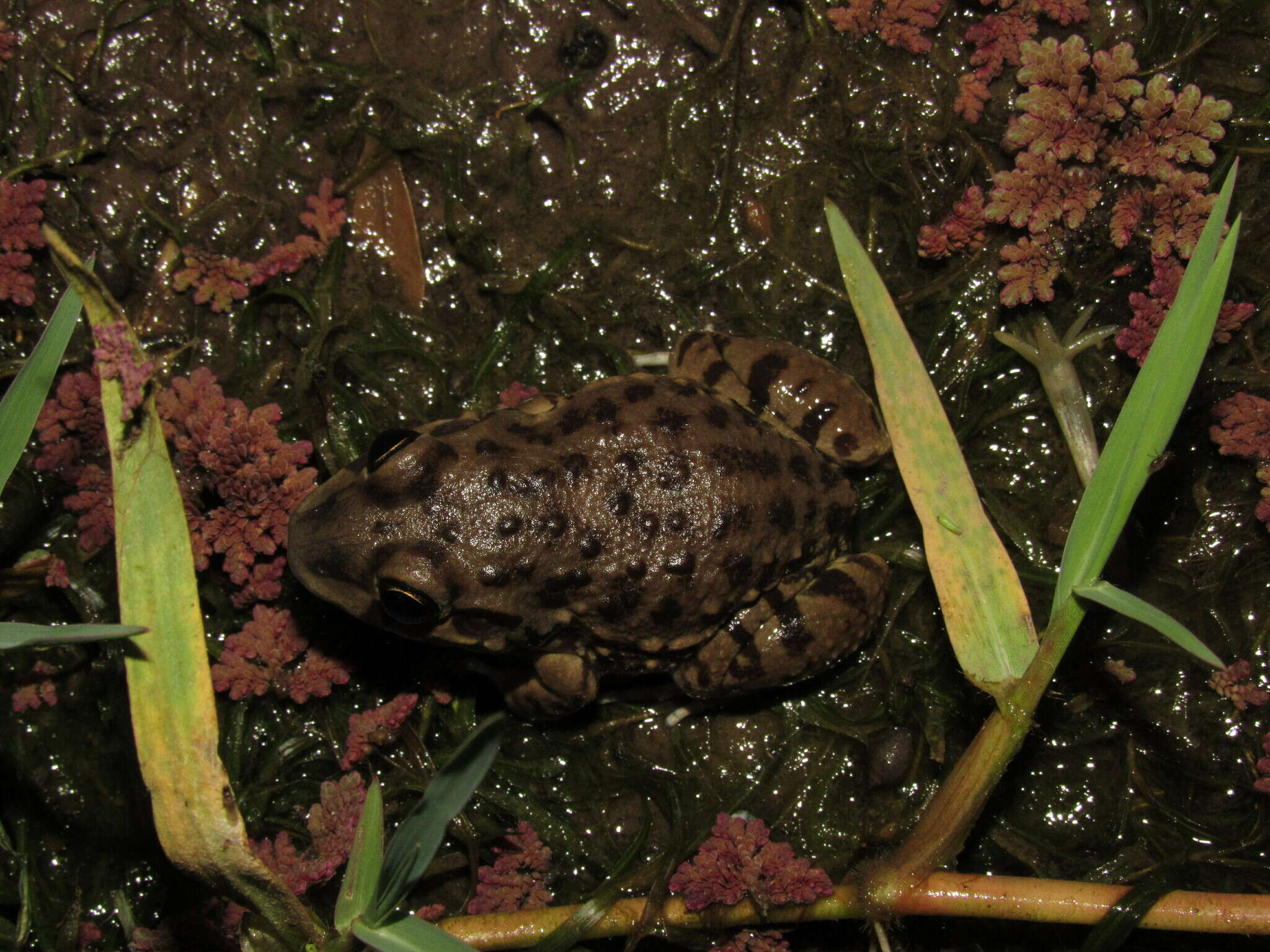 Слика од Leptodactylus bufonius Boulenger 1894