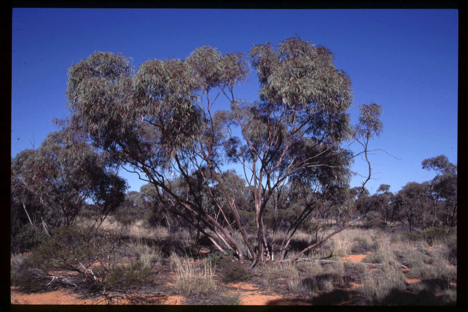 Imagem de Eucalyptus ebbanoensis subsp. glauciramula L. A. S. Johnson & K. D. Hill