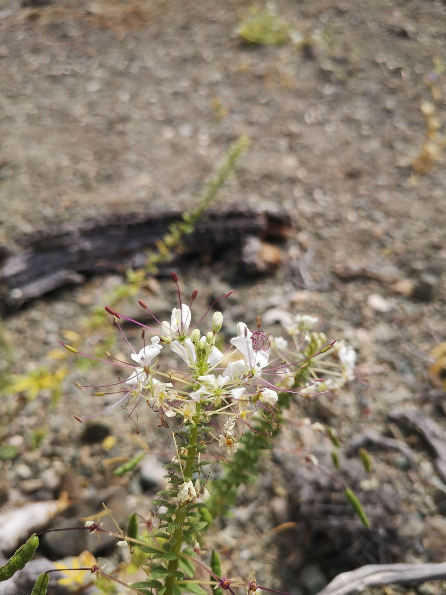 Image of Cleome chilensis DC.