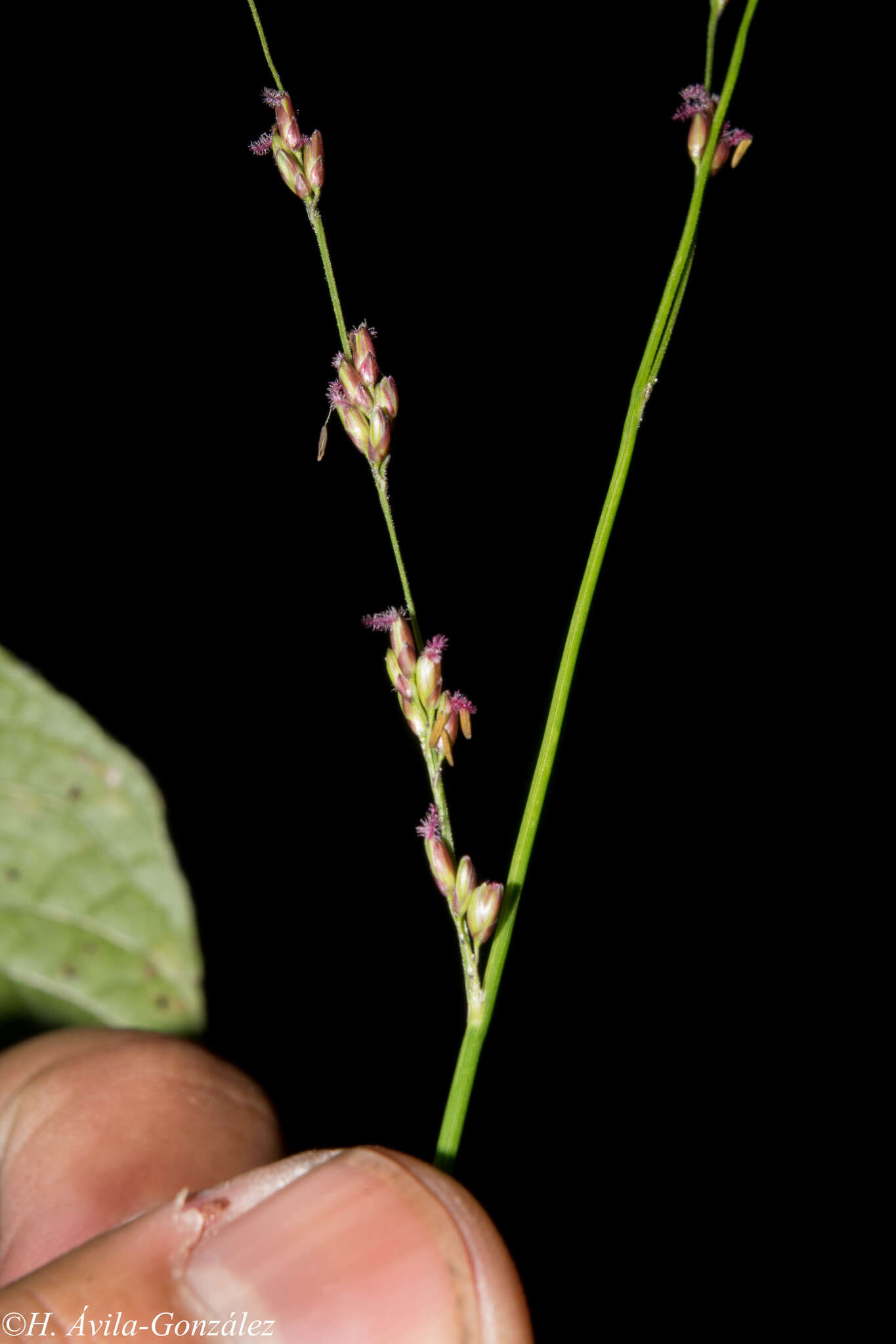 Image of bulb panicgrass