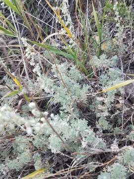 Слика од Artemisia frigida Willd.