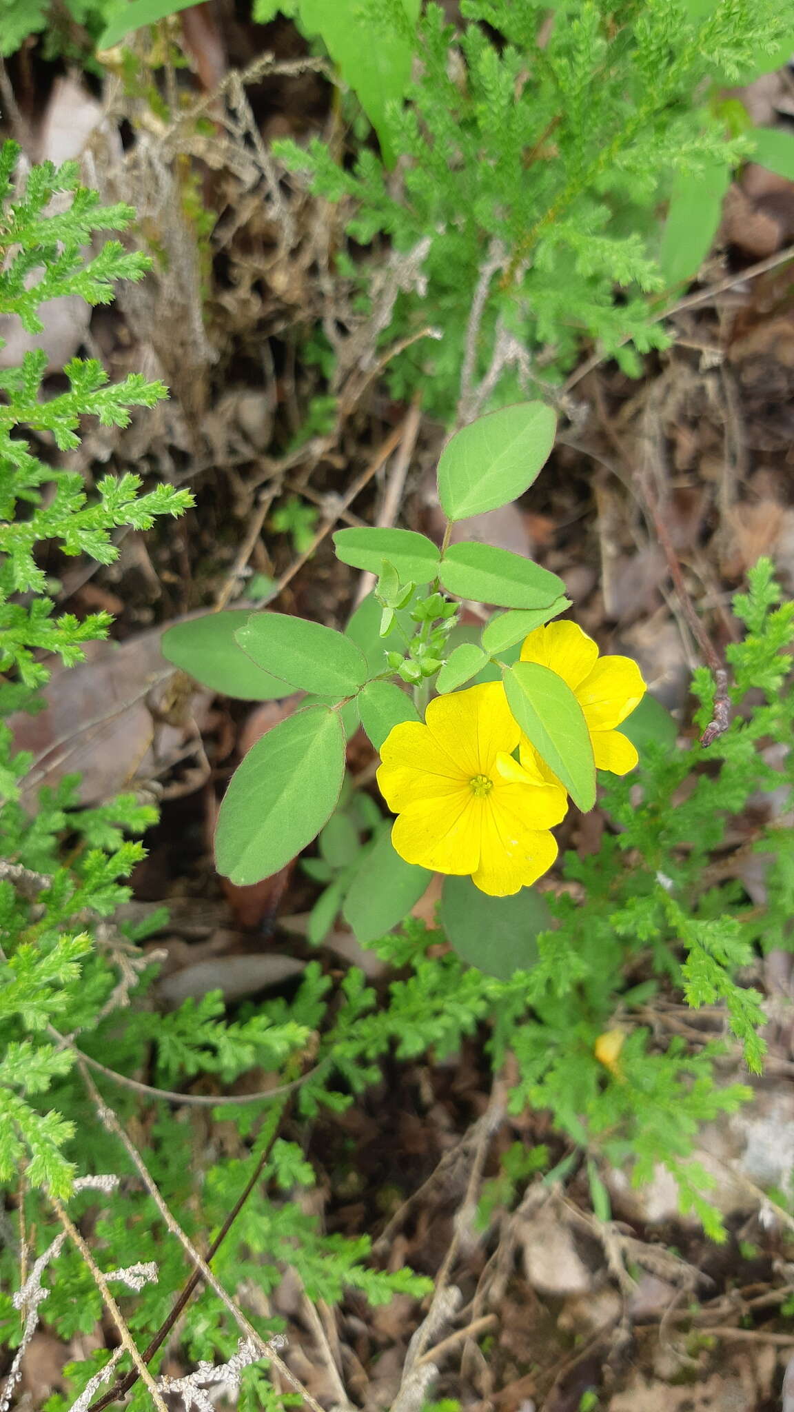 Image of shrubby woodsorrel