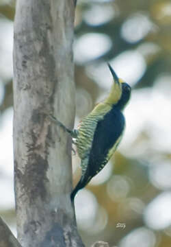 Image of Golden-naped Woodpecker