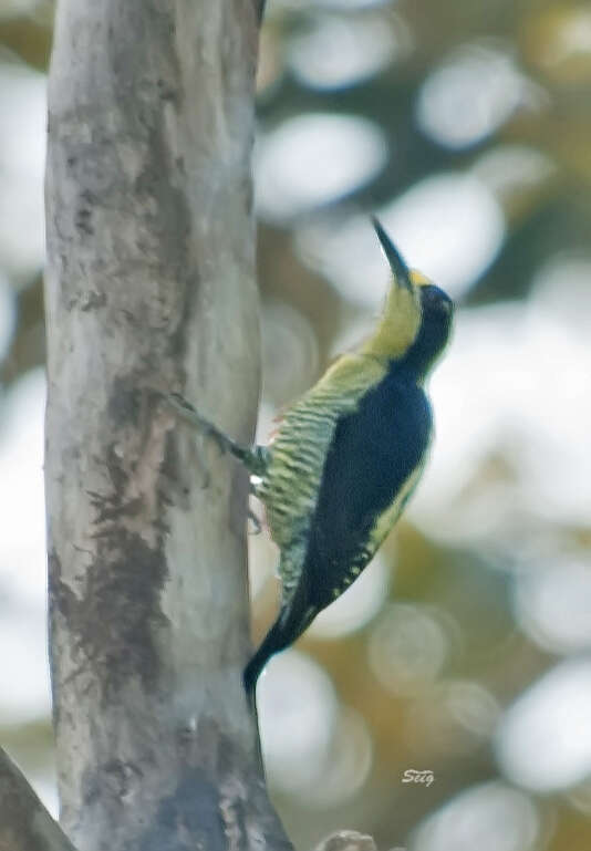 Слика од Melanerpes chrysauchen Salvin 1870