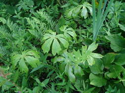 Image of mayapple