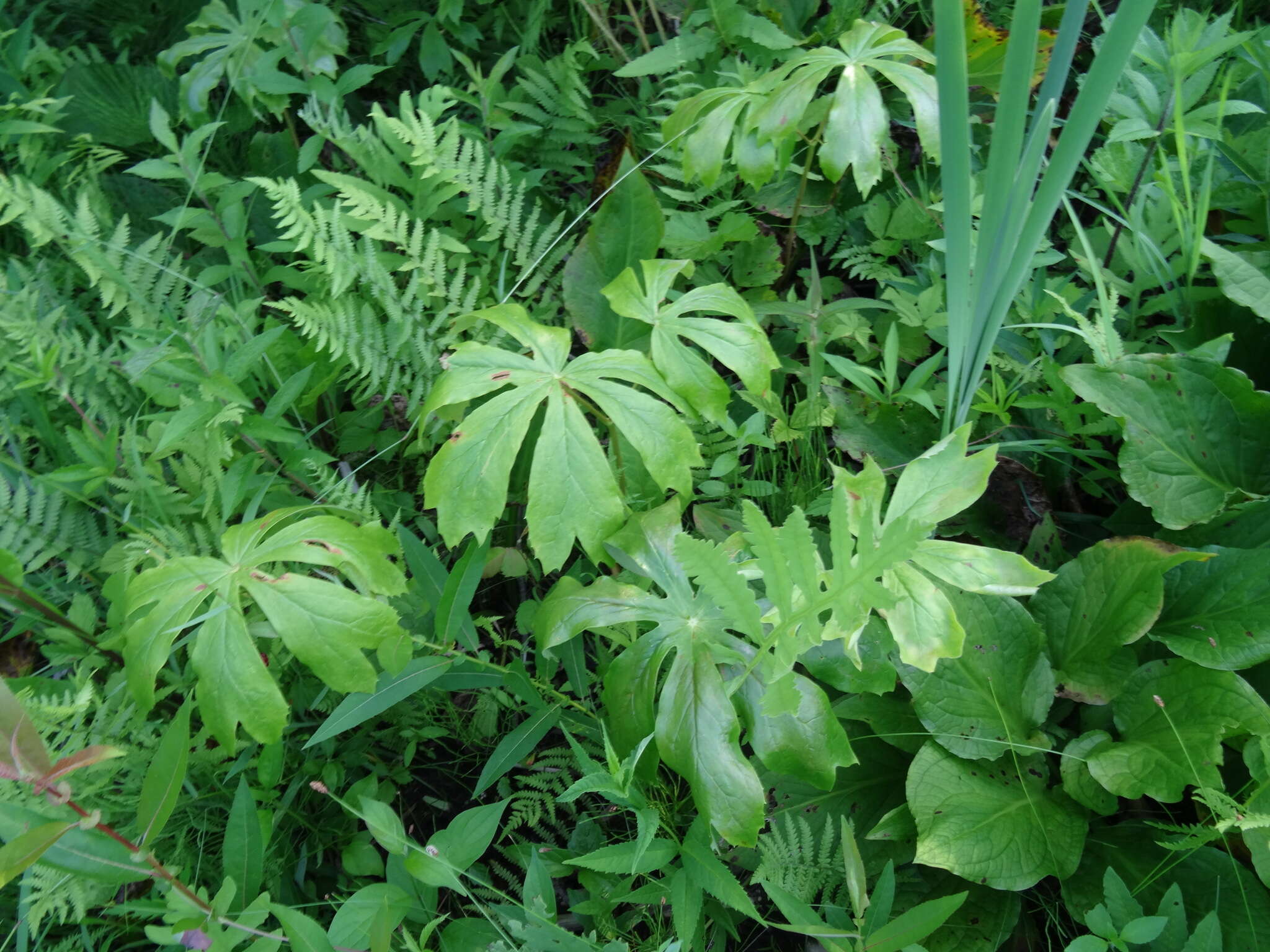 Image of mayapple