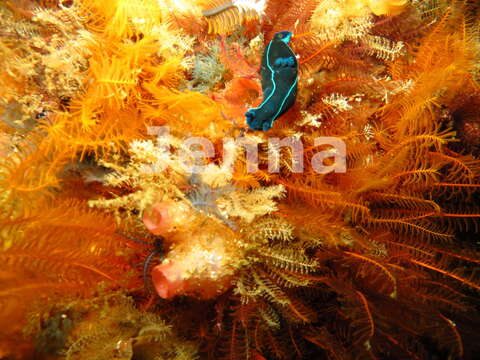 Image of Black nudibranch