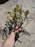 Image of Cory's mistletoe