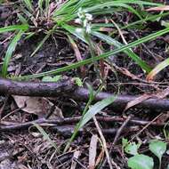 Image of October lady's tresses