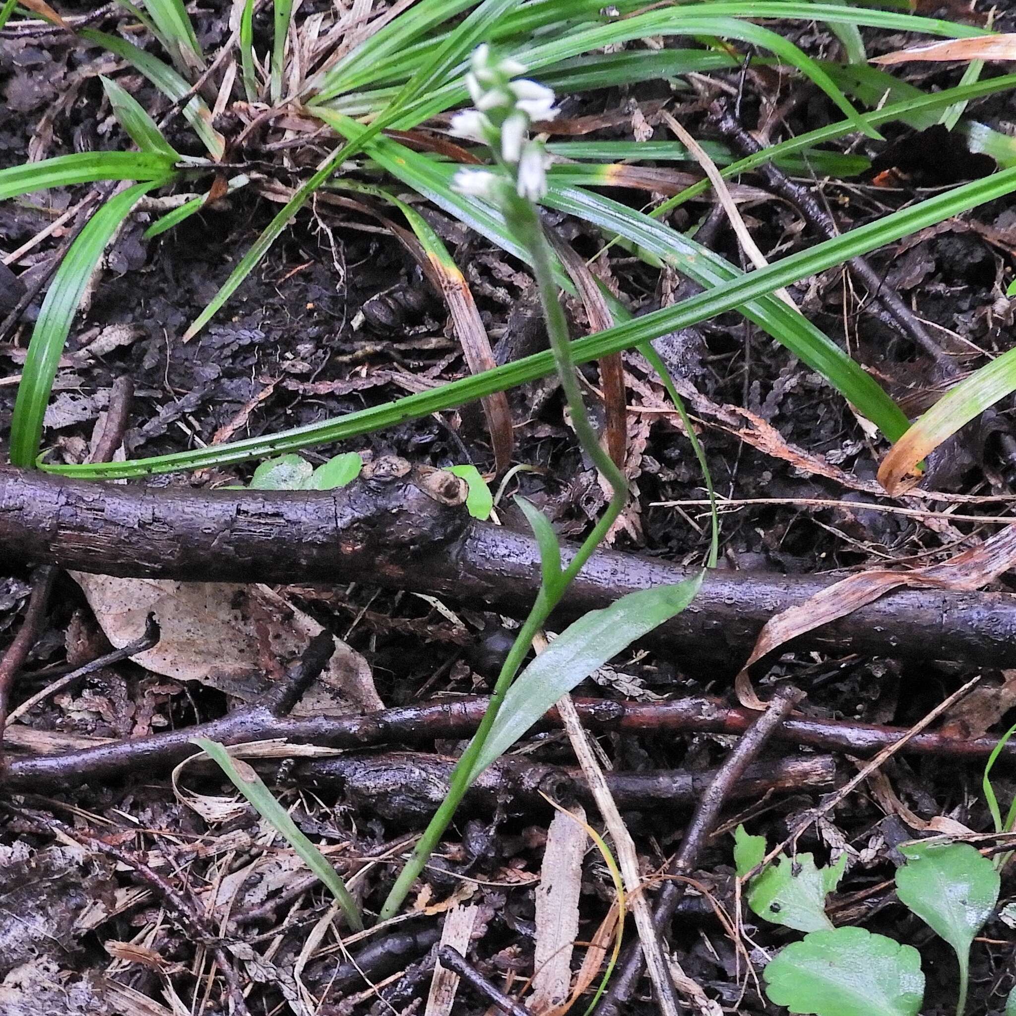 Image of October lady's tresses