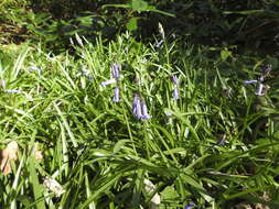 Image of Common Bluebell