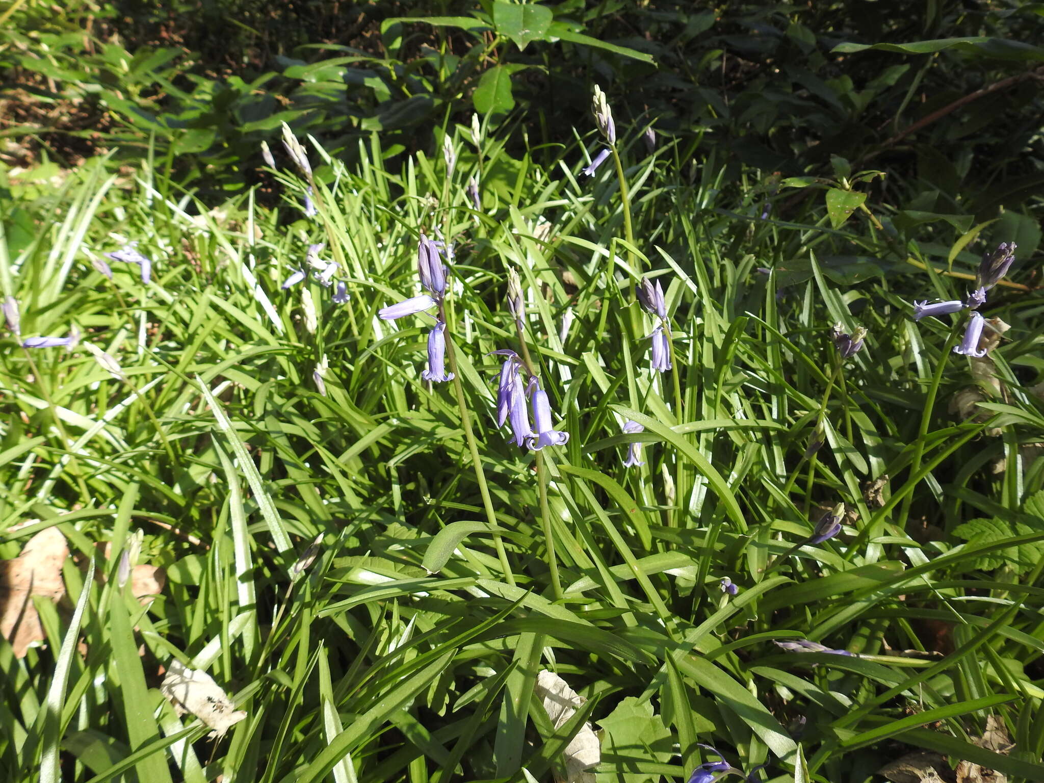 Image of Common Bluebell