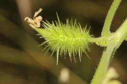 صورة Echinopepon pubescens (Benth.) Rose