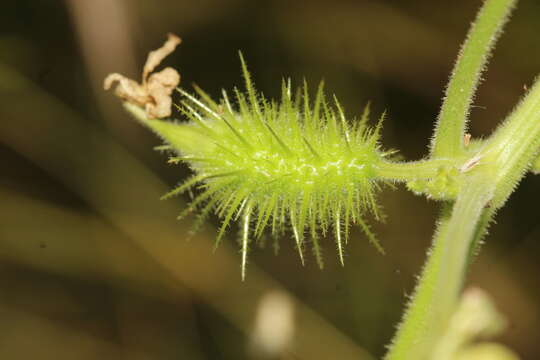 صورة Echinopepon pubescens (Benth.) Rose