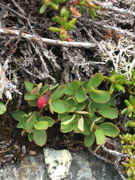 Image of alpine bilberry