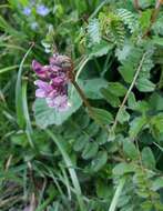 Image of bush vetch