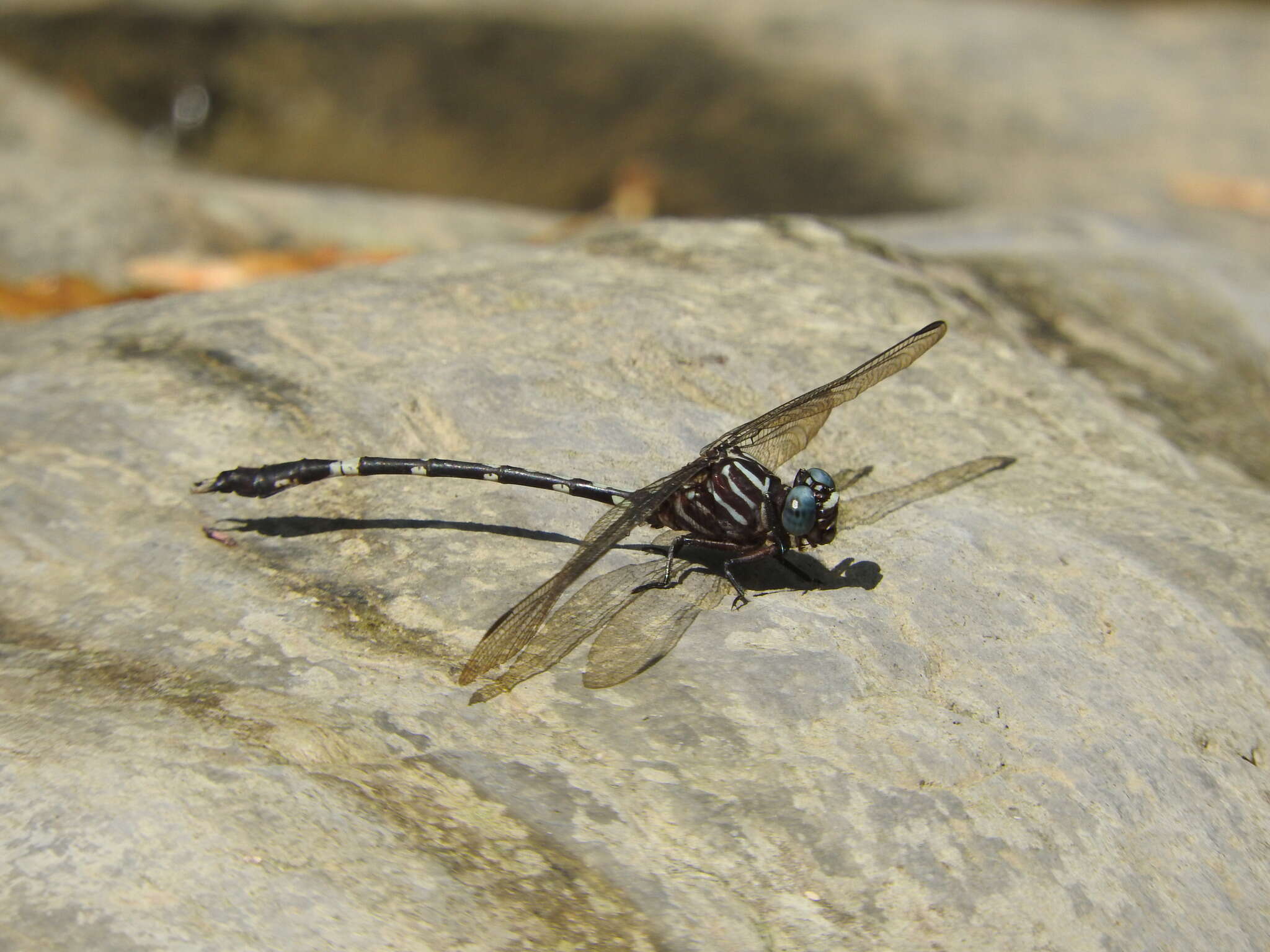 Imagem de Phyllogomphoides suasus (Selys 1859)