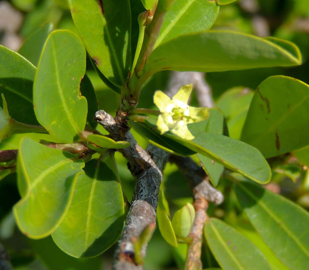 Image of Erythroxylum delagoense Schinz.