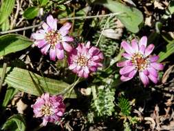 Leucheria purpurea (Vahl) Hook. & Arn. resmi