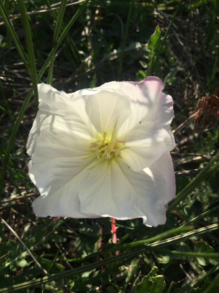 Imagem de Oenothera acaulis Cav.