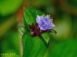 Image de Belosynapsis ciliata (Blume) R. S. Rao