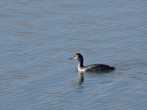 Image of Podiceps Latham 1787