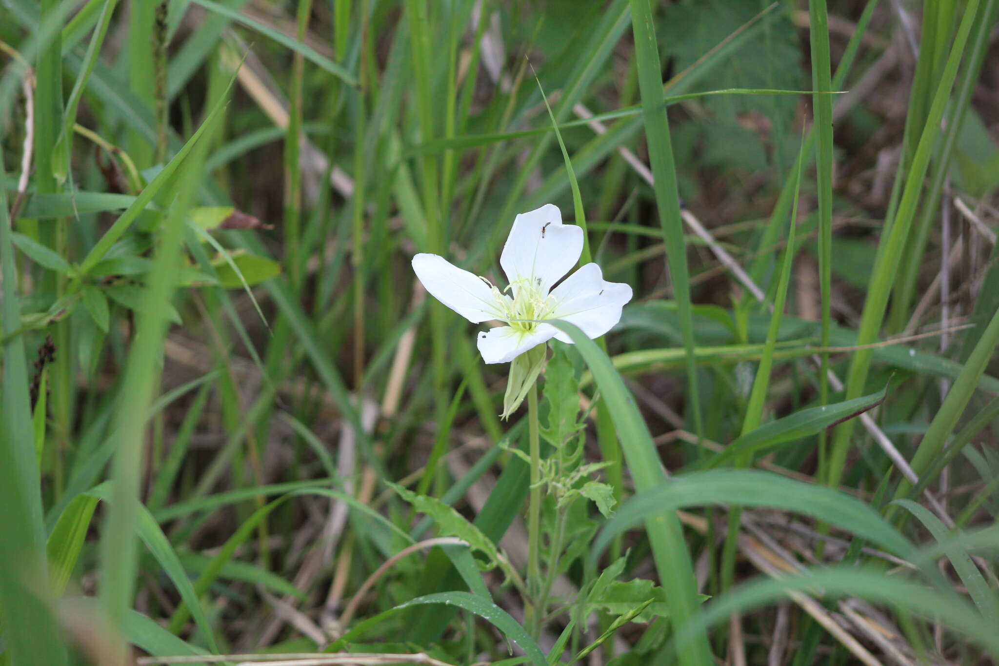 Sivun <i>Oenothera centaurifolia</i> kuva