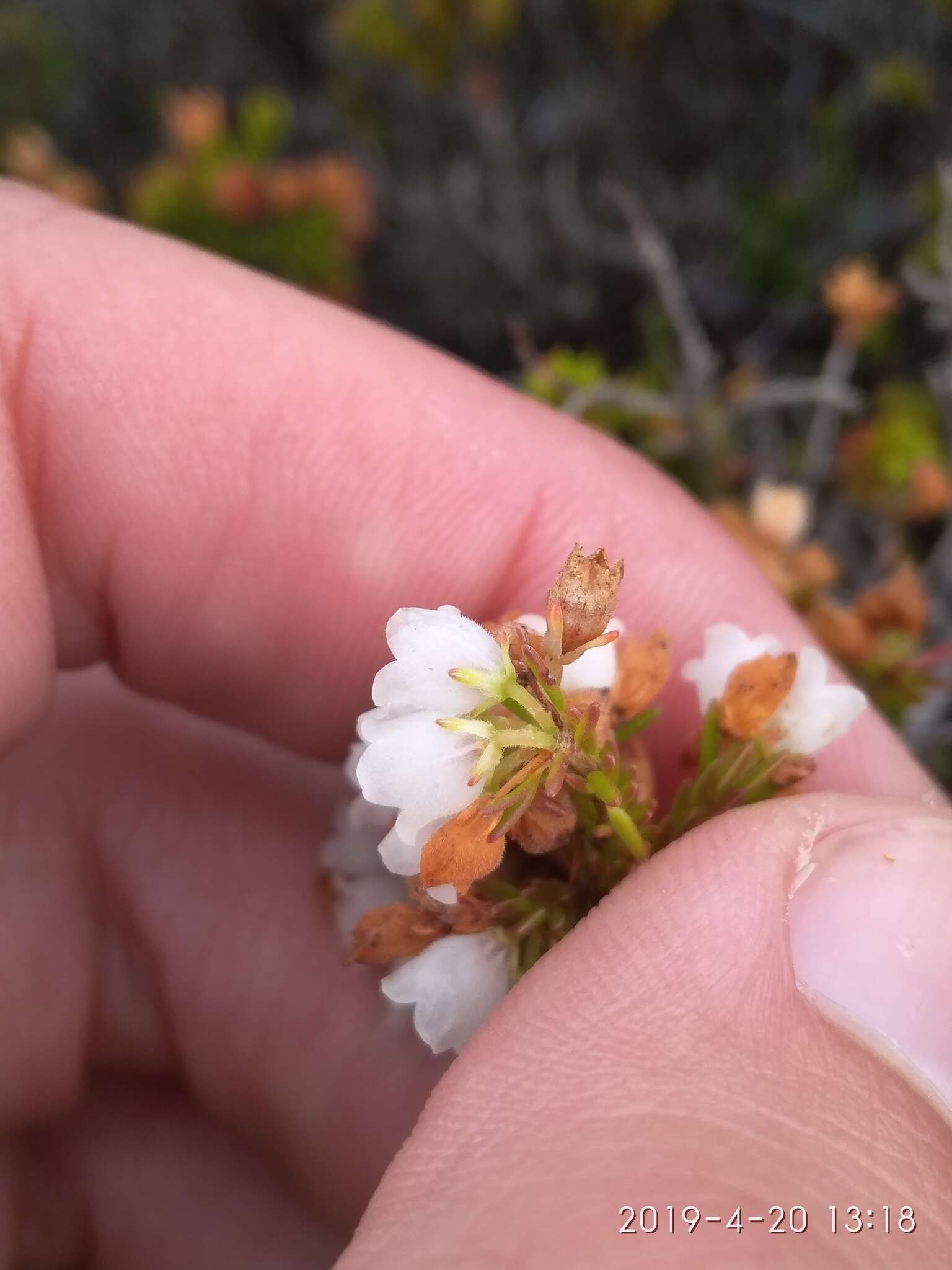 Image of Erica subdivaricata Berg.