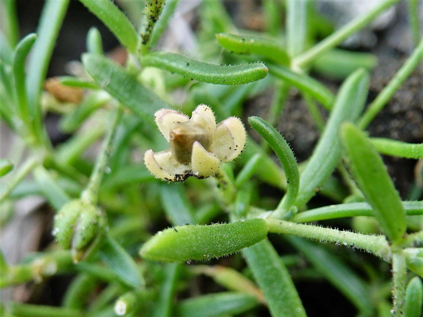 Plancia ëd Spergularia tasmanica (Kindb.) L. G. Adams