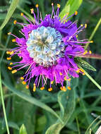 Image of compact prairie clover