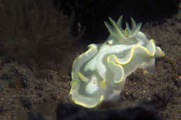 Image of Pale white slug