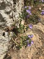 Campanula versicolor subsp. tenorei resmi