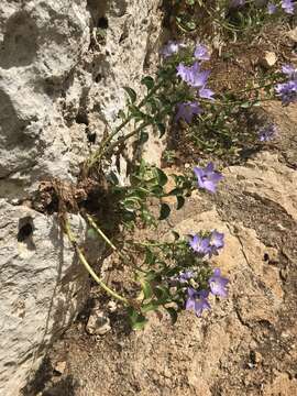 Image of Campanula versicolor subsp. tenorei