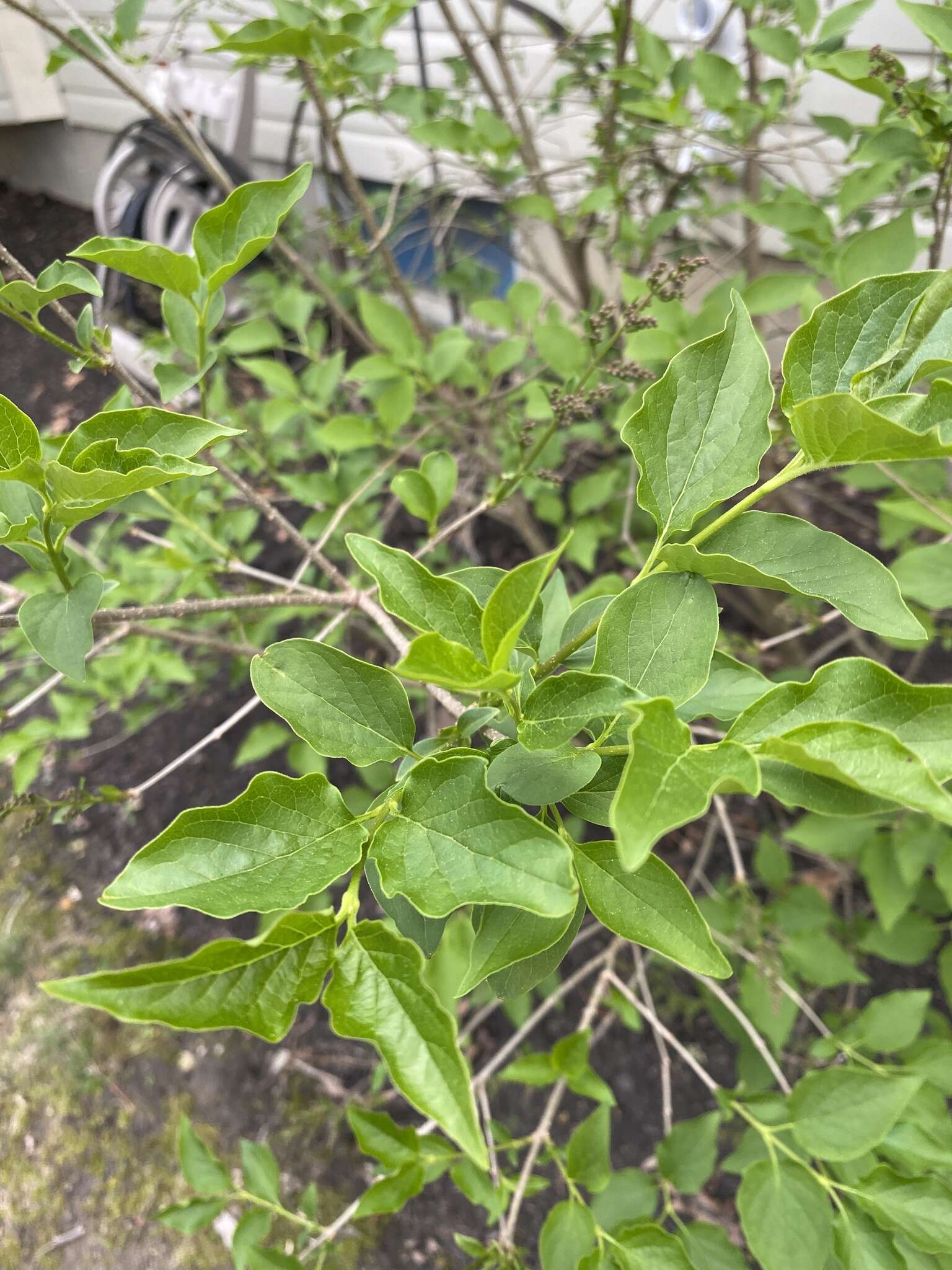 Image de Syringa persica L.