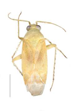 Imagem de Plagiognathus marivanensis Linnavuori 2010