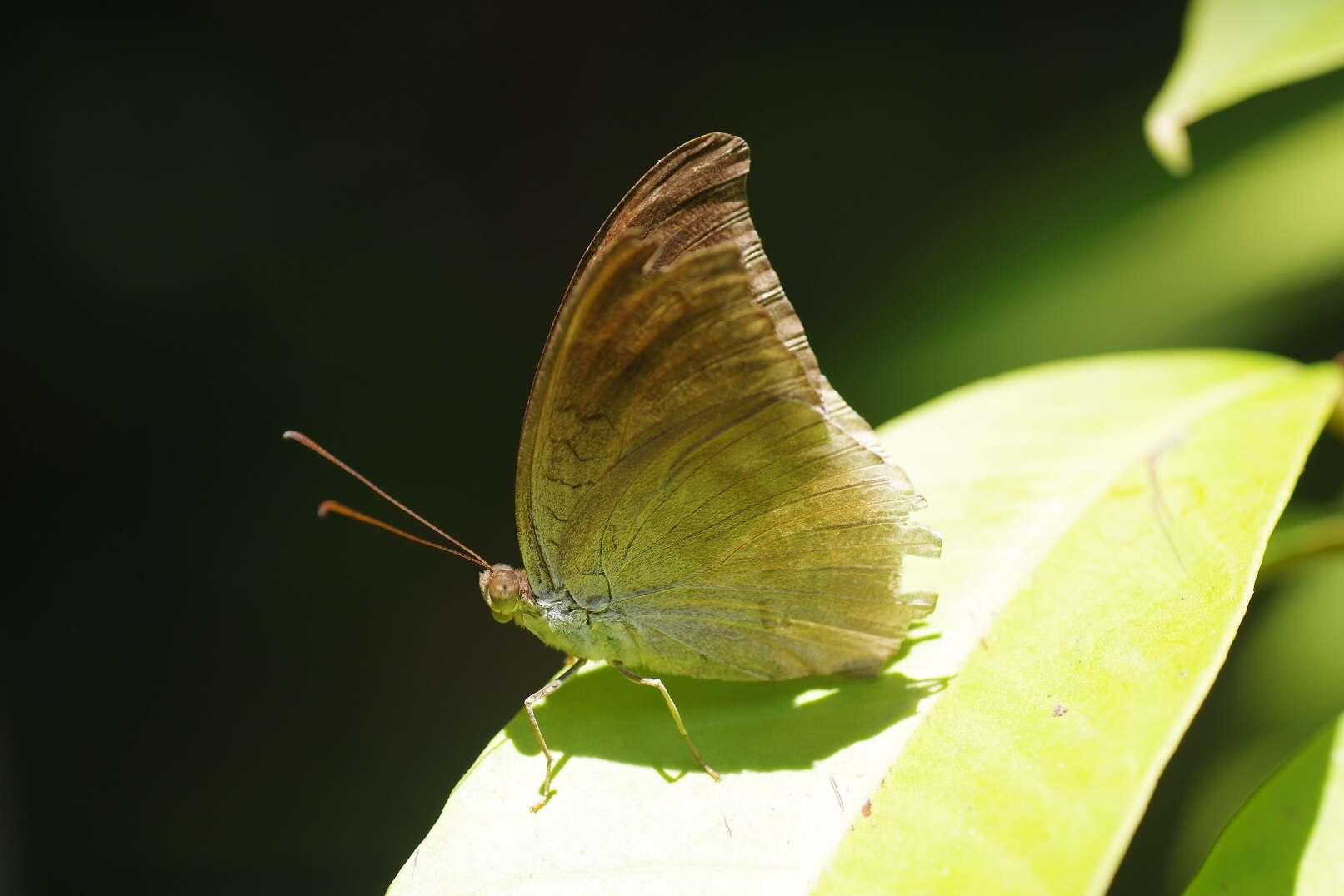 Image of Tanaecia lepidea Butler 1868