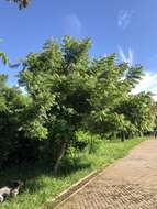 Image of Jacaranda cuspidifolia Mart.