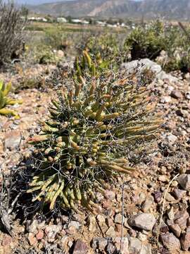 Image de Tylecodon reticulatus (L. fil.) H. Tölken